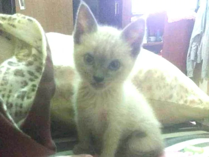 Gato ra a Indefinida  idade Abaixo de 2 meses nome Sem nome 