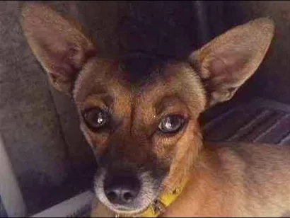 Cachorro raça Pinscher  idade 2 anos nome spike