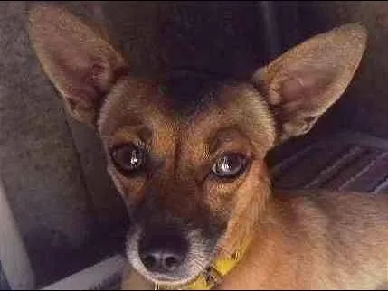 Cachorro ra a Pinscher  idade 2 anos nome spike