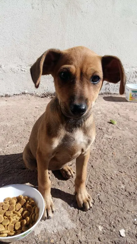Cachorro ra a SRD idade 2 a 6 meses nome Filó