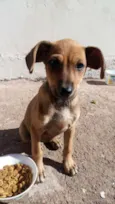 Filó