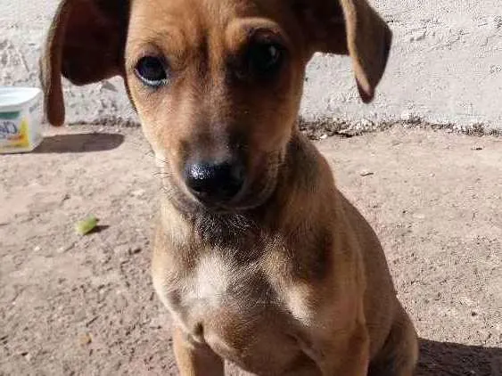 Cachorro ra a SRD idade 2 a 6 meses nome Filó