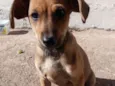 Filó