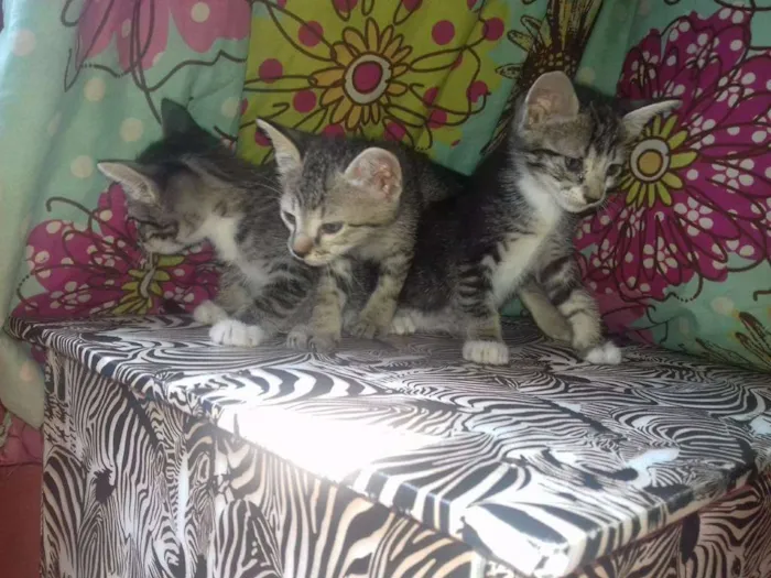 Gato raça Vira lata idade Abaixo de 2 meses nome Gatinhos