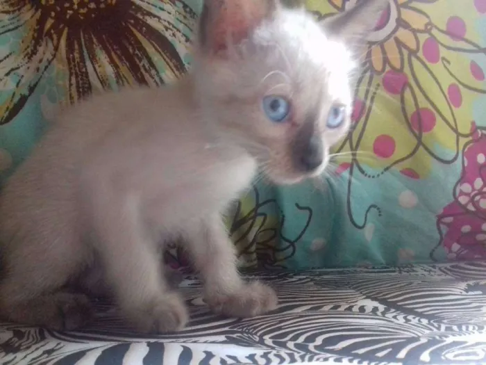 Gato raça Vira lata idade Abaixo de 2 meses nome Gatinhos