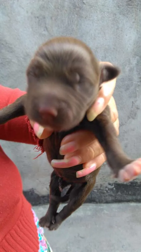 Cachorro ra a SRD idade Abaixo de 2 meses nome Não tem nome ainda 