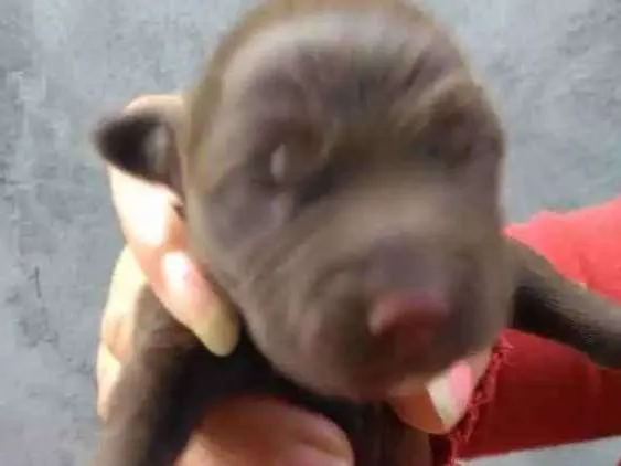 Cachorro ra a SRD idade Abaixo de 2 meses nome Não tem nome ainda 