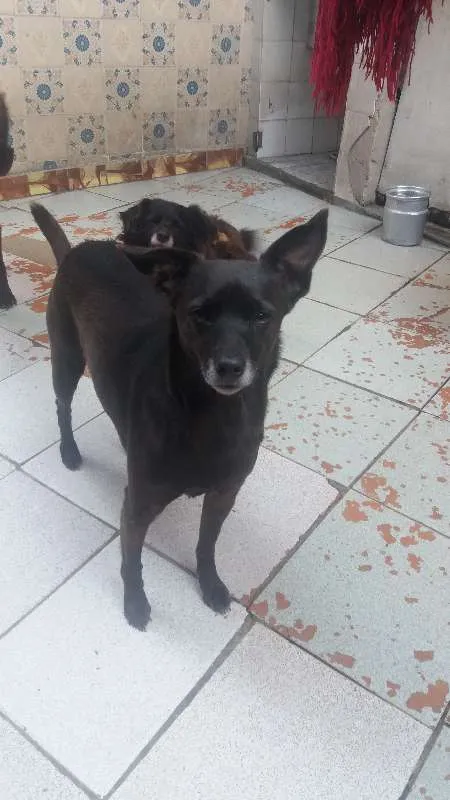 Cachorro ra a Vira lata idade 4 anos nome Penélope 