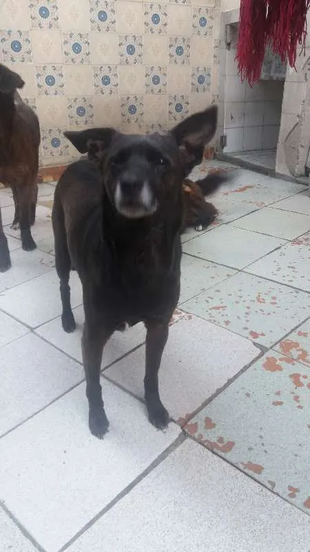Cachorro ra a Vira lata idade 4 anos nome Penélope 