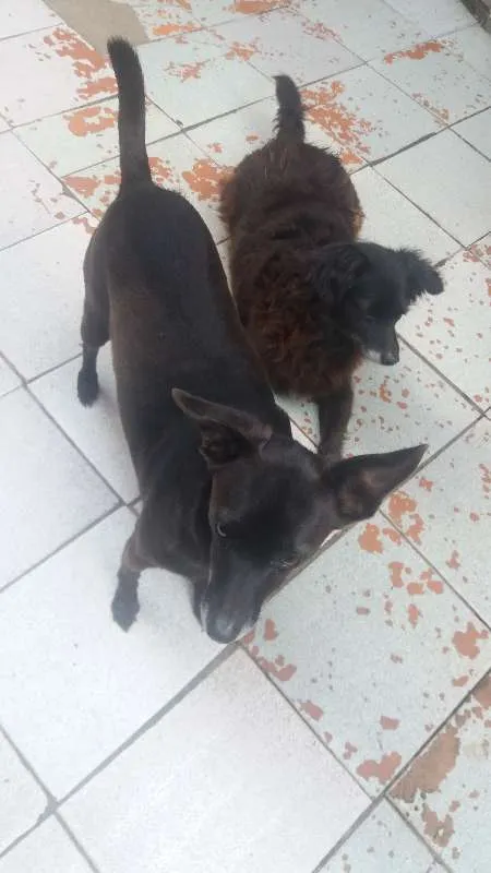 Cachorro ra a Vira lata idade 4 anos nome Penélope 