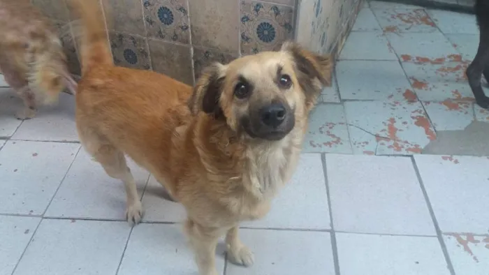 Cachorro ra a Vira - lata idade 5 anos nome Ursinho