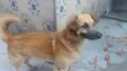 Ursinho