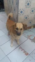 Ursinho