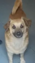 Ursinho