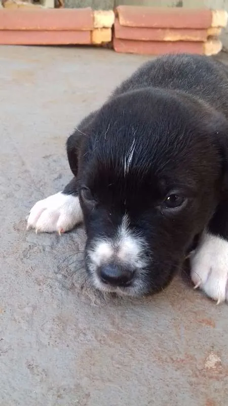 Cachorro ra a vira lala idade Abaixo de 2 meses nome filhotes