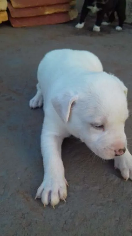 Cachorro ra a vira lala idade Abaixo de 2 meses nome filhotes