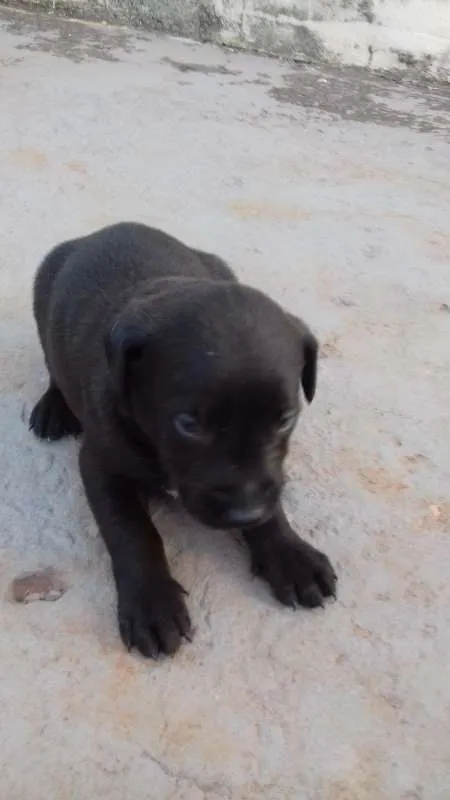 Cachorro ra a vira lala idade Abaixo de 2 meses nome filhotes