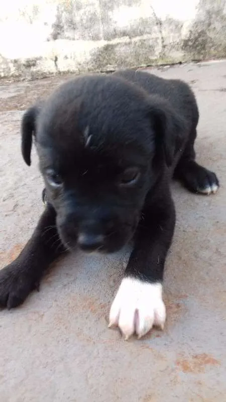 Cachorro ra a vira lala idade Abaixo de 2 meses nome filhotes