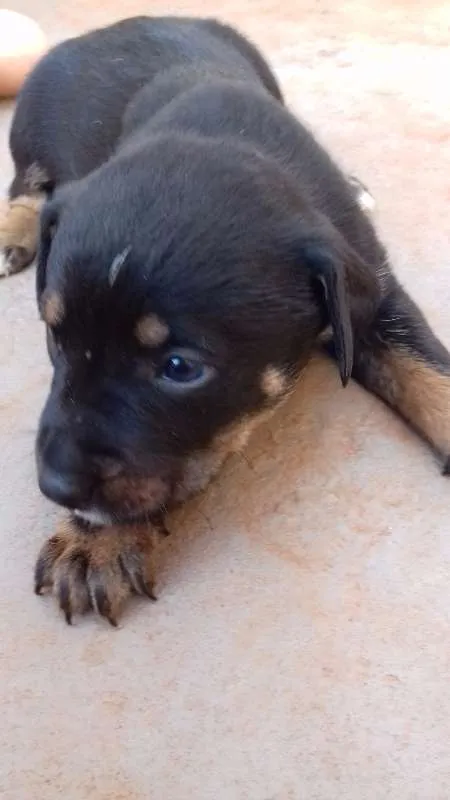 Cachorro ra a vira lala idade Abaixo de 2 meses nome filhotes