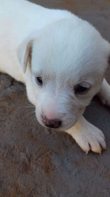 Cachorro ra a vira lala idade Abaixo de 2 meses nome filhotes