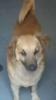 Ursinho