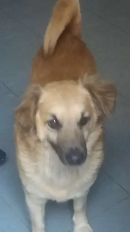 Cachorro ra a Vira - lata idade 5 anos nome Ursinho