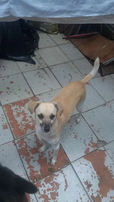 Cachorro ra a Vira Lata  idade 4 anos nome Shakira 