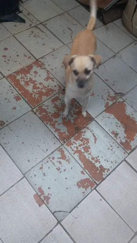Cachorro ra a Vira Lata  idade 4 anos nome Shakira 