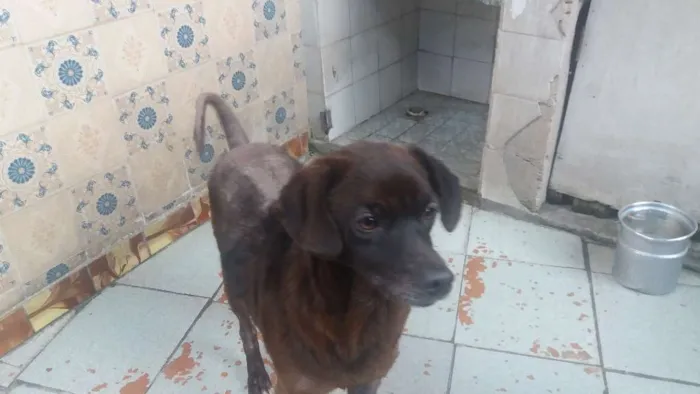 Cachorro ra a Vira - Lata idade 4 anos nome DanTop