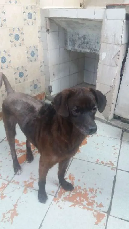 Cachorro ra a Vira - Lata idade 4 anos nome DanTop