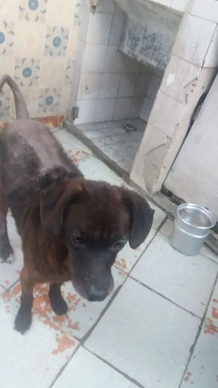 Cachorro ra a Vira - Lata idade 4 anos nome DanTop