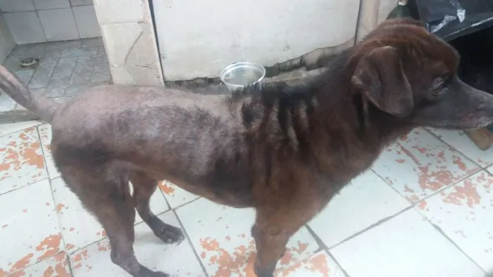 Cachorro ra a Vira - Lata idade 4 anos nome DanTop