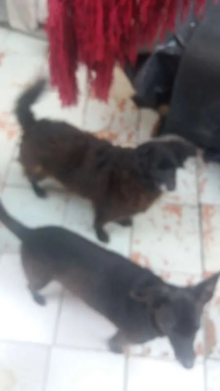 Cachorro ra a Vira lata  idade 5 anos nome Titinha