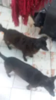 Titinha