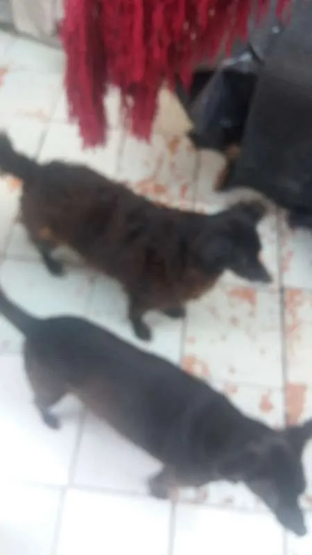 Cachorro ra a Vira lata  idade 5 anos nome Titinha