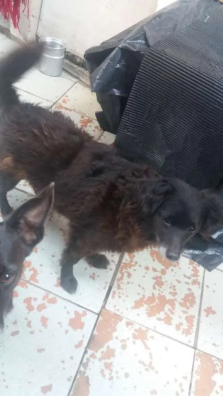 Cachorro ra a Vira lata  idade 5 anos nome Titinha