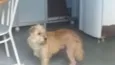 Cissa
