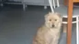 Cissa