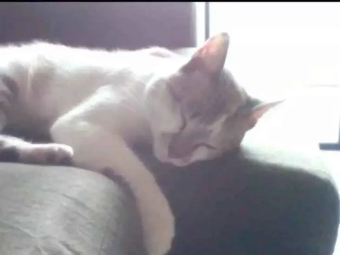 Gato raça Viralata idade 7 a 11 meses nome Luno
