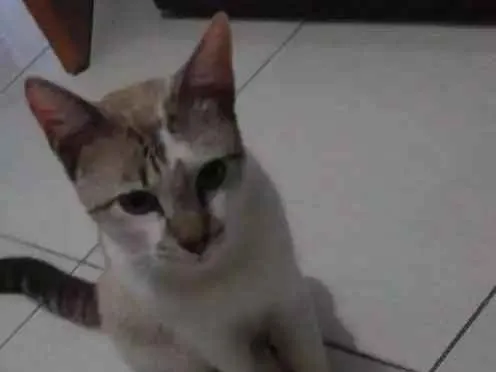 Gato raça Viralata idade 7 a 11 meses nome Luno