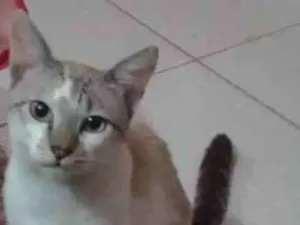Gato raça Viralata idade 7 a 11 meses nome Luno