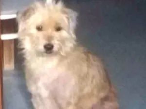 Cachorro raça Vira lata idade 4 anos nome Cissa