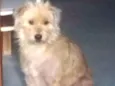 Cissa