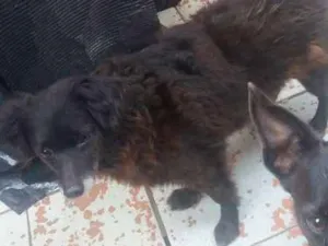 Cachorro raça Vira lata  idade 5 anos nome Titinha