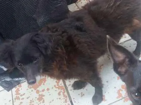 Cachorro ra a Vira lata  idade 5 anos nome Titinha