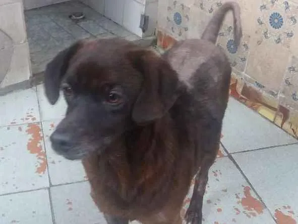 Cachorro ra a Vira - Lata idade 4 anos nome DanTop