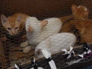 Gato raça SRD idade Abaixo de 2 meses nome Shorthair