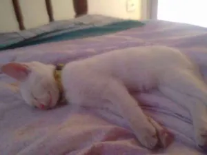 Gato raça Sem raça definida idade 2 a 6 meses nome Timo
