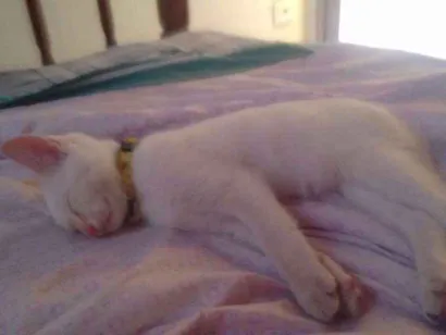 Gato raça Sem raça definida idade 2 a 6 meses nome Timo