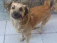 Ursinho